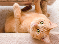 自宅セレモニー葬